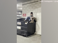 A local reptile hunter sprang into action to remove a 16-foot python from an apartment building dumpster in Los Angeles, noting the reptile had likely been abandoned there by a previous owner.