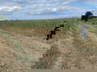 A Polish field where a Russian drone crashed. 