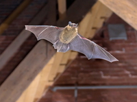 Flying Pipistrelle bat (Pipistrellus pipistrellus) action shot of hunting animal on wooden