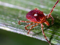Lone Star Tick on a leaf