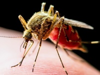 West Nile virus is transmitted primarily by several Culex species, including Culex salinarius and Culex pipiens, health officials say.